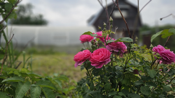 Купить  участок