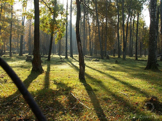 Купить  дом