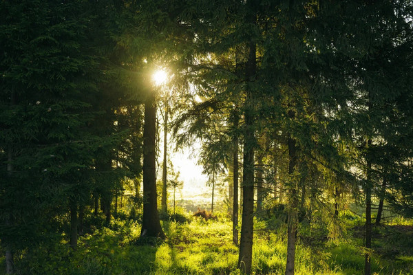Купить  участок